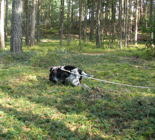 42.Taavi-jaljella