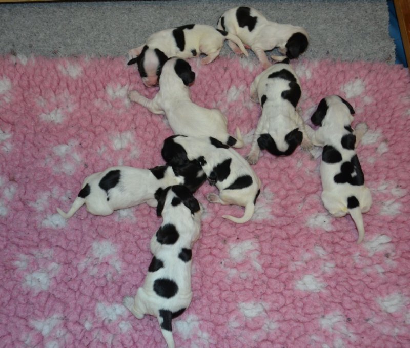 pupsit4vrk.jpg