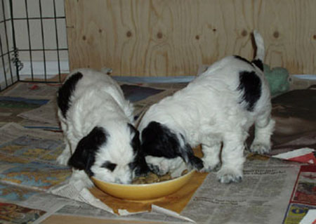ruokailu
