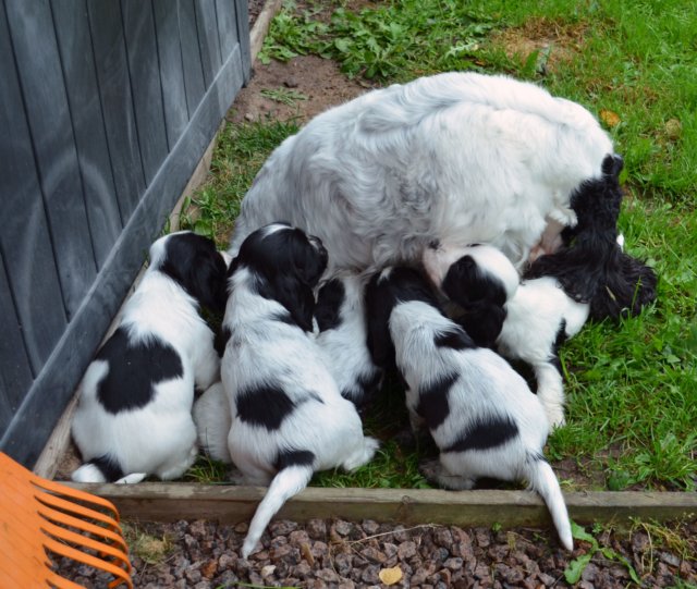 mummokintuliulos.jpg